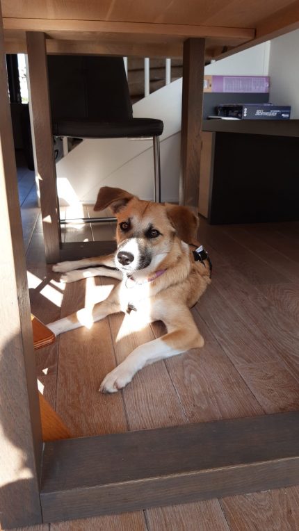 Wereldhond Mila